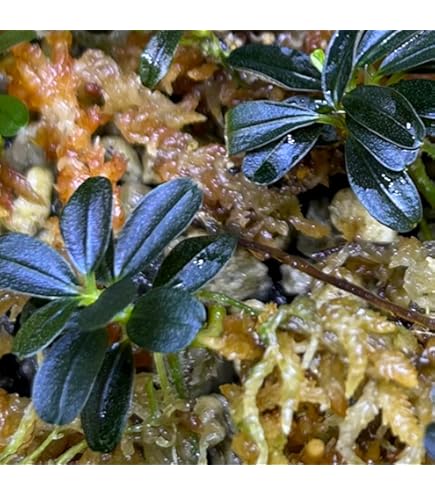 Amazon.co.jp: （水草）ライフマルチ（茶）ブセファランドラsp